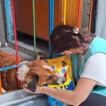 Grupo de Resposta a Animais em Desastres realiza resgate de 35 animais em Juiz de Fora