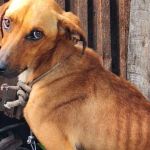 Homem é preso por maus-tratos a animais em Santo Antônio do Aventureiro (MG)