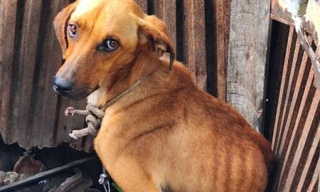 Animais estavam acorrentados e magros