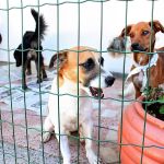 Projeto que prevê ressarcimento por maus-tratos a animais avança em BH