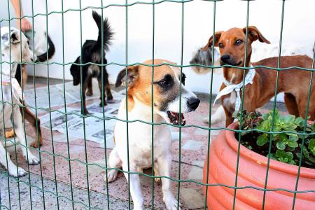 Alguns dos animais encontrados pela PCMG