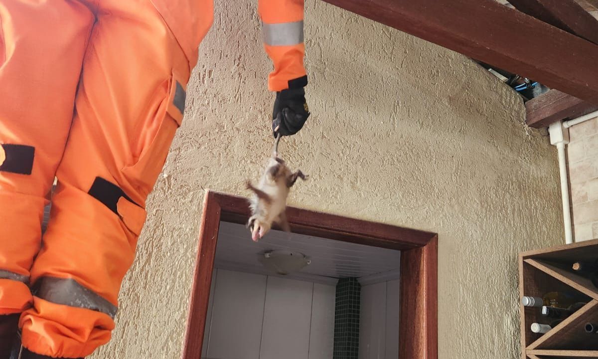 Gambá é capturado no telhado de residência em Carandaí (MG)