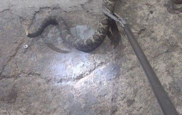Animal silvestre venenoso e agressivo é capturado perto de canil em casa de MG