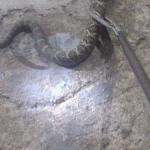 Animal silvestre venenoso e agressivo é capturado perto de canil em casa de MG