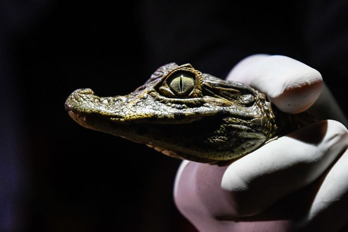 Apoiado pela ArcelorMittal, o Projeto Caimam visa a pesquisa e conservação do Jacaré-do-papo-amarelo (Caiman latirostris) no Espírito Santo Apoiado pela ArcelorMittal, o Projeto Caimam visa a pesquisa e conservação do Jacaré-do-papo-amarelo (Caiman latirostris) no Espírito Santo