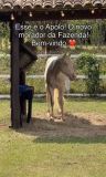 Apolo deve fazer companhia ao cavalo Colorado
