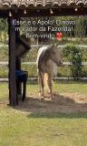 Apolo deve fazer companhia ao cavalo Colorado