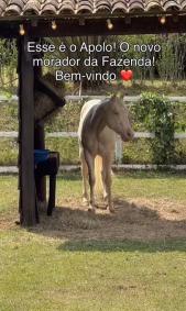 Apolo deve fazer companhia ao cavalo Colorado
