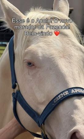 Apolo deve fazer companhia ao cavalo Colorado