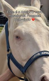 Apolo deve fazer companhia ao cavalo Colorado