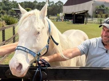 Apolo deve fazer companhia ao cavalo Colorado