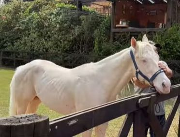 Apolo deve fazer companhia ao cavalo Colorado