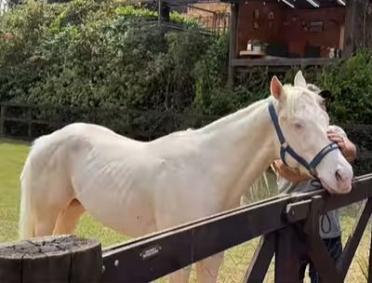 Apolo deve fazer companhia ao cavalo Colorado