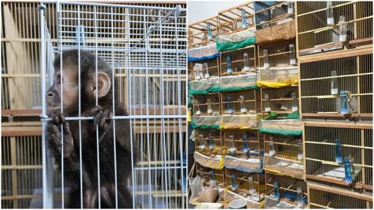 Apreensão Animais Silvestres SP