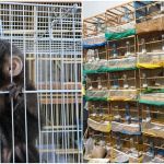 Polícia apreende 56 animais silvestres no interior de SP durante ação em 5 estados