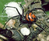 Viúva Negra - são aranhas muito conhecidas, tanto pelo fato de matarem os machos após o acasalamento como também pelo seu 'veneno fatal'.