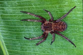 Aranha Armadeira - esta espécie e dada como a mais agressiva do mundo.