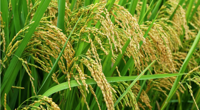 <b>Já o arroz de terras altas</b> é cultivado em áreas favorecidas pelo regime de chuvas <b>Já o arroz de terras altas</b> é cultivado em áreas favorecidas pelo regime de chuvas