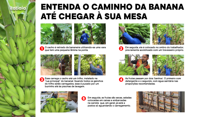 Entenda como é feita a colheita da banana