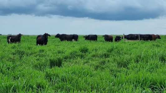 Vacas girolanda em pastagem de BRS Quênia na Embrapa Agrossilvipastoril
