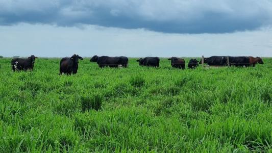 Vacas girolanda em pastagem de BRS Quênia na Embrapa Agrossilvipastoril