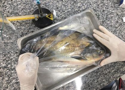 Salmonella é detectada em 88% dos viveiros de peixes do Centro-Oeste