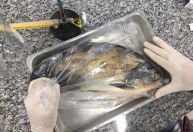 Salmonella é detectada em 88% dos viveiros de peixes do Centro-Oeste