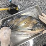 Salmonella é detectada em 88% dos viveiros de peixes do Centro-Oeste
