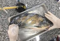 Salmonella é detectada em 88% dos viveiros de peixes do Centro-Oeste