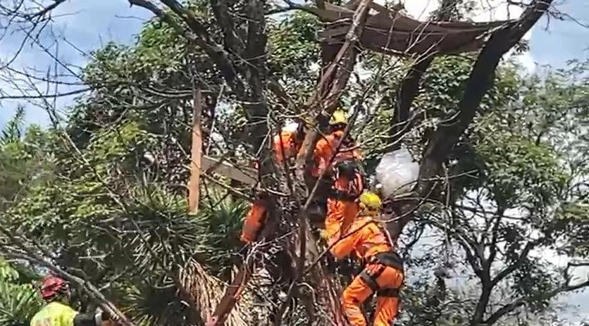 Bombeiros resgatam homem que construiu 'casa' em árvore na av. do Contorno, em BH