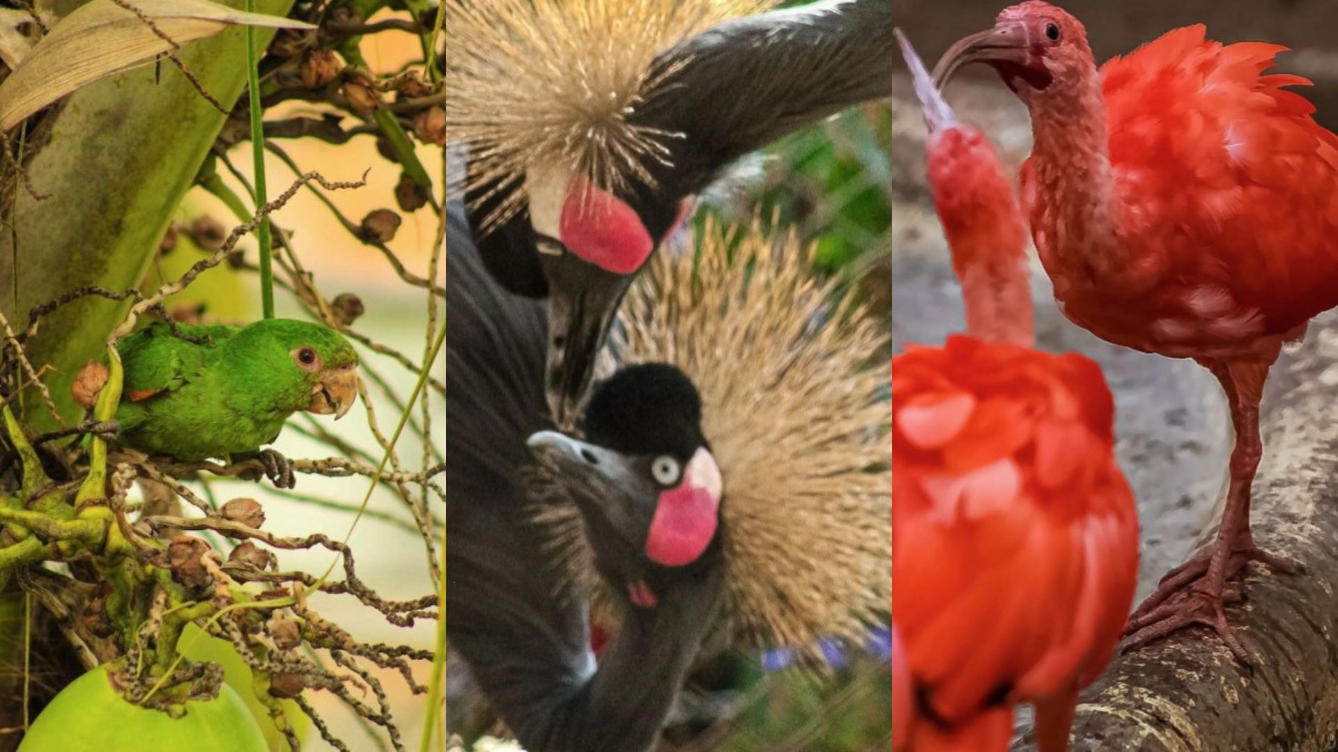 Zoológico de BH tem programação imersiva no recinto das aves neste domingo (24)