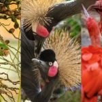 Zoológico de BH tem programação imersiva no recinto das aves neste domingo (24)