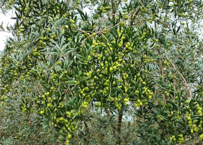 Azeitonas na oliveira