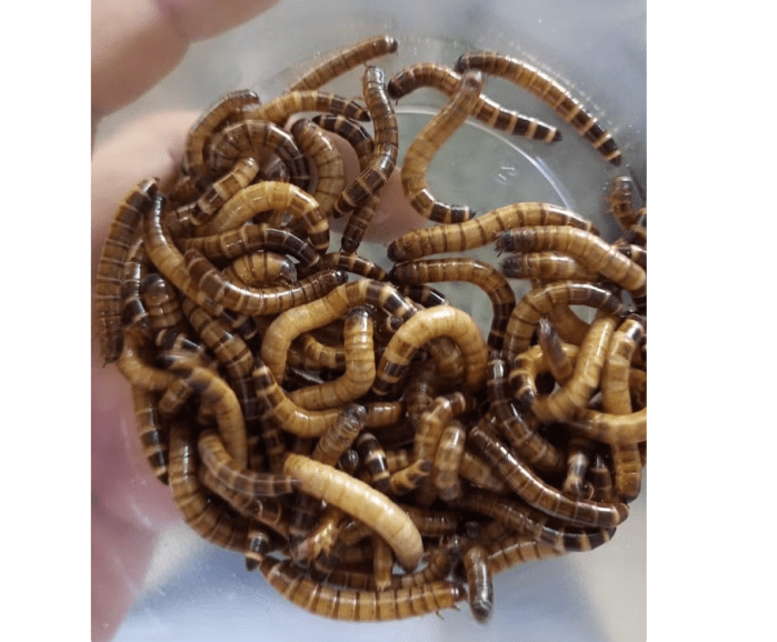 Larva é rica em proteína Larva é rica em proteína