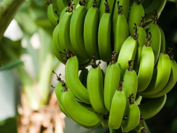 Bananais se tornam improdutivos depois de um tempo