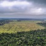 Brasil é país que mais desmata para expansão da agricultura; veja ranking
