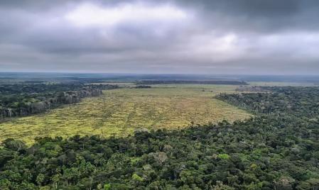 Vista aérea de floresta desmatada