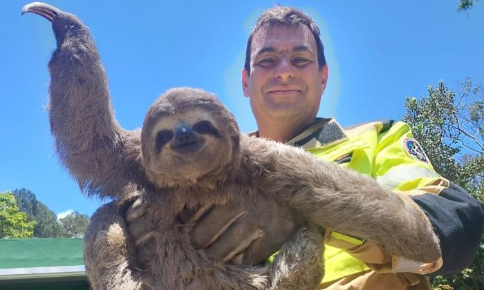 Bicho-preguiça resgatado às margens da BR-040 em Juiz de Fora 