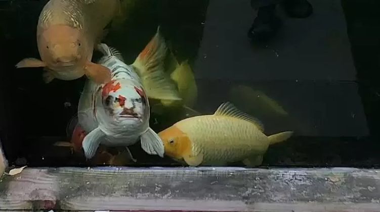 Peixe com ‘rosto humano’, batizado de Bob, surpreende web
