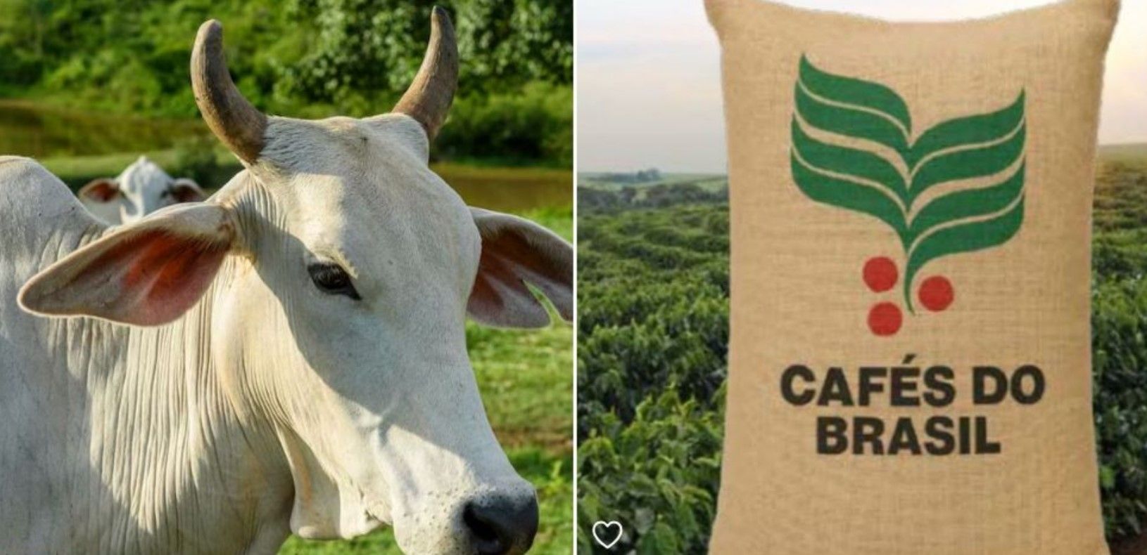 Café e boi sobem enquanto cafeicultores e pecuaristas se afastam do mercado