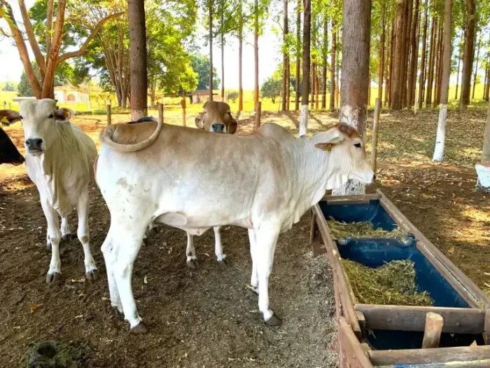 Alternativa viável, nutritiva e econômica durante o período de inverno