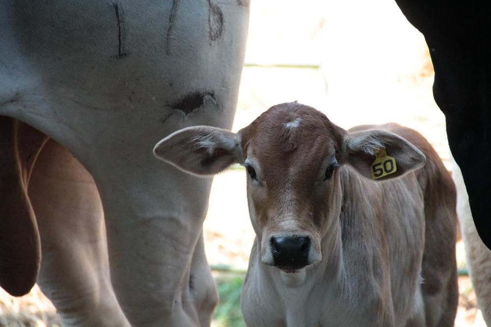 Marcação de bovinos 'com fogo' deixa de ser obrigatória no estado de SP