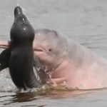 Vida selvagem diminui 73% em 50 anos, diz relatório da WWF