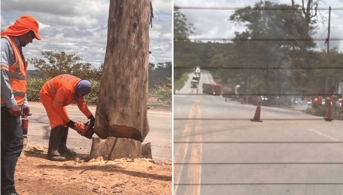 Vídeo: corte de árvore na BR-381 causa congestionamento quilométrico na véspera do feriado
