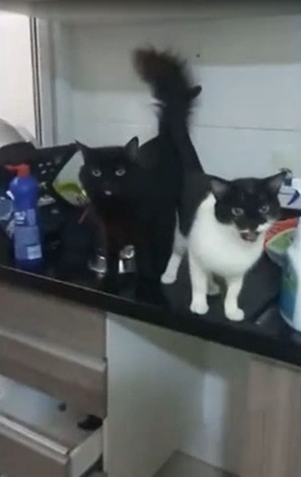 Animais ficaram sozinhos por uma semana sem comida e água;