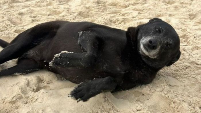 Morre Pretinha, 'fiel companheira' do cão Orelha, após falência renal em Florianópolis