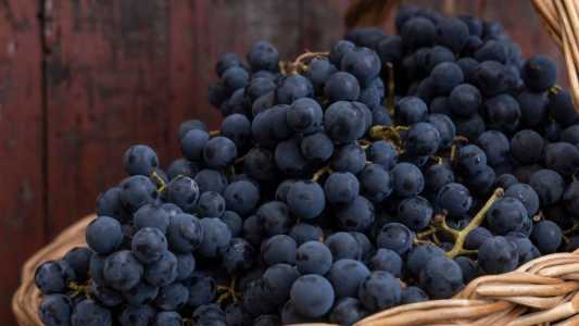 Rota da Uva & Vinho: Paraná cria circuito turístico com 60 vinícolas e vinhedos
