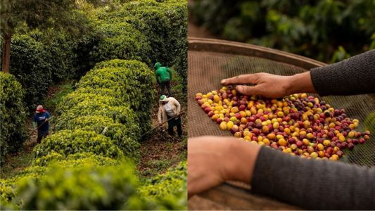 Cafés da Chapada de Minas conquistam Indicação Geográfica e ganham projeção mundial