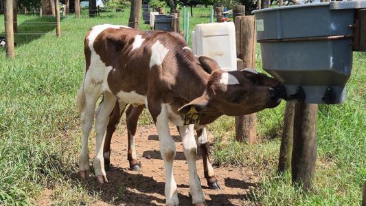Bebedouro com bico reduz mamada cruzada e melhora bem-estar de bezerros