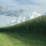 Novo híbrido de sorgo forrageiro chega ao mercado com foco em alta produtividade